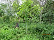 Kapur planted in ex cocoa area (3)